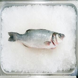 Comment gérer les fringales dans le cadre d'un régime carnivore ? - nutrition carnivore