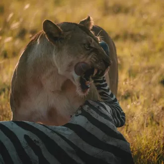Introduction au régime carnivore : que faut-il savoir ? - nutrition carnivore