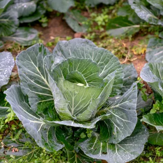 Stratégies pour une transition réussie vers un régime végétarien - nutrition vegetarienne